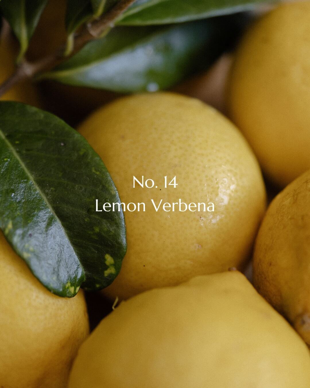 No. 14 Lemon Verbena Luxury Candle - Wick & Wist