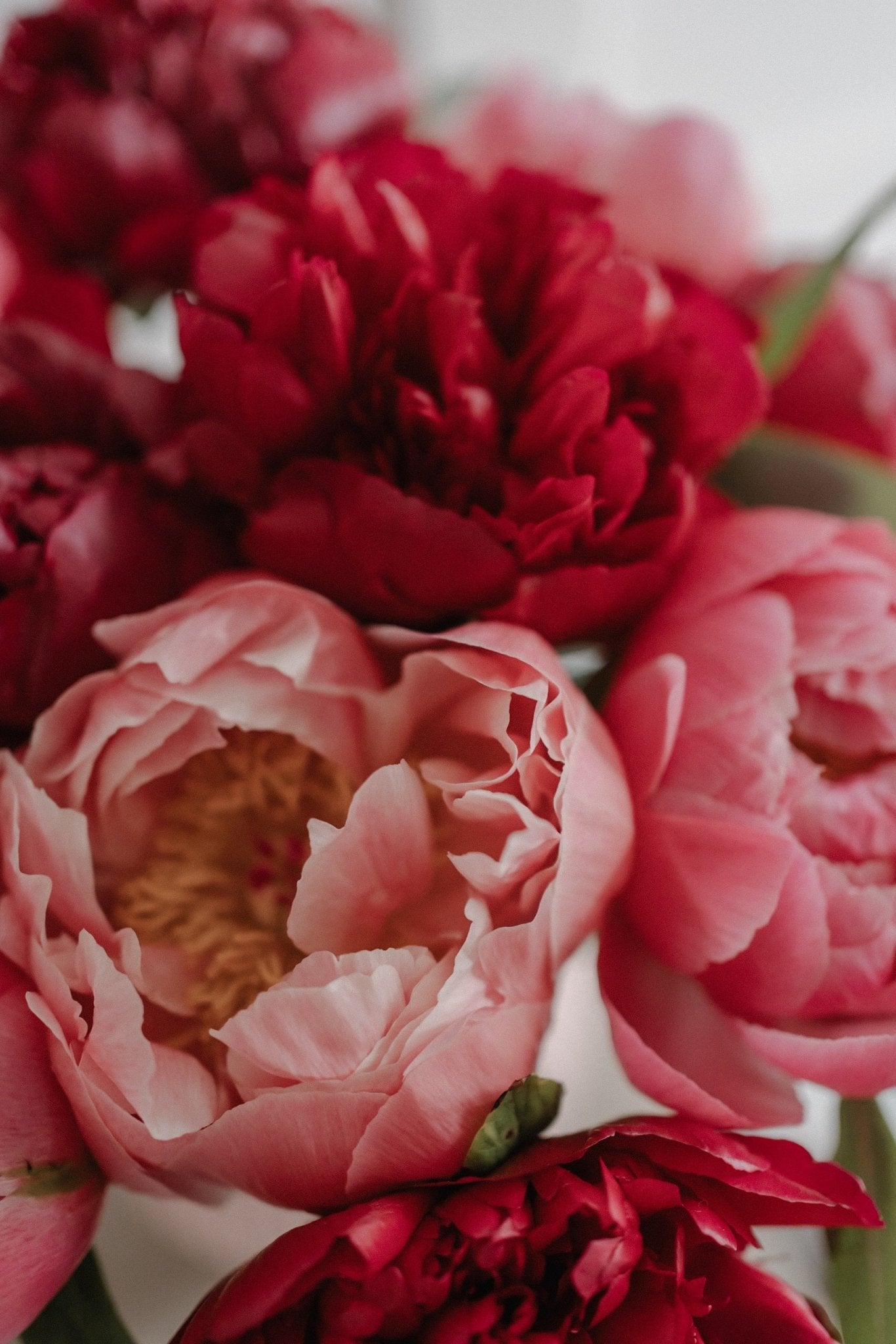 No. 01 Arabian Rose - Wick & Wist